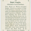 Bald eagle (Haliaëtus leucocephalus).