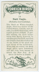 Bald eagle (Haliaëtus leucocephalus).