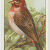 Purple finch (Carpodacus purpureus).