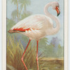 Flamingo (Phœnicopterus roseus).