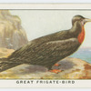 Great frigate-bird (Fregata aquila).