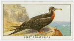 Great frigate-bird (Fregata aquila).