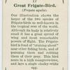 Great frigate-bird (Fregata aquila).