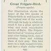 Great frigate-bird (Fregata aquila).