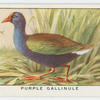 Purple gallinule (Ionornis martinicus).