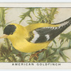 American goldfinch (Astragalinus tristis).