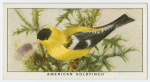 American goldfinch (Astragalinus tristis).