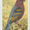 Blue grosbeak (Guiraca cærulea).