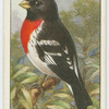 Rose-breasted grosbeak (Zamelodia ludoviciana).