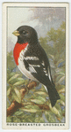 Rose-breasted grosbeak (Zamelodia ludoviciana).