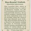 Rose-breasted grosbeak (Zamelodia ludoviciana).