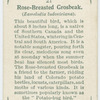 Rose-breasted grosbeak (Zamelodia ludoviciana).