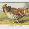Ruffed grouse (Bonasa umbellus).