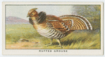 Ruffed grouse (Bonasa umbellus).
