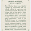 Ruffed grouse (Bonasa umbellus).