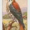 American sparrow-hawk (Falco sparverius).