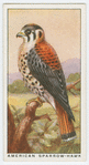 American sparrow-hawk (Falco sparverius).