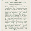 American sparrow-hawk (Falco sparverius).