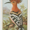 Hoopoe (Upupa epops).