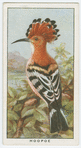 Hoopoe (Upupa epops).