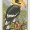 Great pied hornbill (Diceros bicornis).