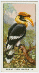 Great pied hornbill (Diceros bicornis).