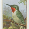 Ruby-throated humming-bird (Archilochus colubris).