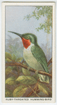 Ruby-throated humming-bird (Archilochus colubris).