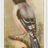 Lanceolated jay (Garrulus lanceolatus).