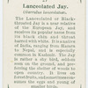 Lanceolated jay (Garrulus lanceolatus).