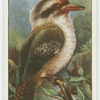 Laughing kingfisher (Dacelo gigas).