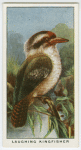 Laughing kingfisher (Dacelo gigas).