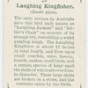 Laughing kingfisher (Dacelo gigas).