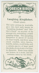 Laughing kingfisher (Dacelo gigas).