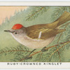Ruby-crowned kinglet (Regulus calendula).