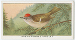Ruby-crowned kinglet (Regulus calendula).