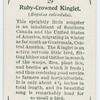 Ruby-crowned kinglet (Regulus calendula).