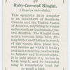 Ruby-crowned kinglet (Regulus calendula).