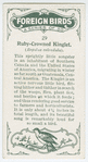 Ruby-crowned kinglet (Regulus calendula).