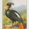 Himalayan monal (Lophophorus impeyanus).