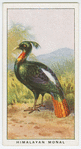 Himalayan monal (Lophophorus impeyanus).