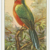 Red-bearded motmot (Urospatha martii).