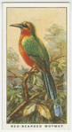 Red-bearded motmot (Urospatha martii).