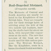 Red-bearded motmot (Urospatha martii).