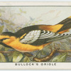 Bullock's oriole (Icterus bullocki).