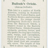 Bullock's oriole (Icterus bullocki).