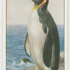 King penguin (Aptenodytes pennanti).