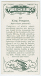 King penguin (Aptenodytes pennanti).