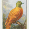 Golden pigeon (Chrysænas victor).