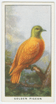 Golden pigeon (Chrysænas victor).